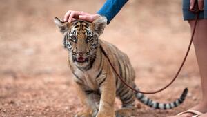 Tiger, Schlange, Exotische Tiere, Haustiere, Tierhaltung, Umwelt, Artenschutz