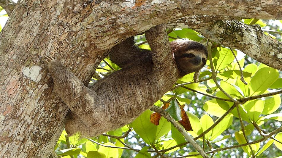 In Costa Rica bekommen Faultiere und Affen Hilfe.