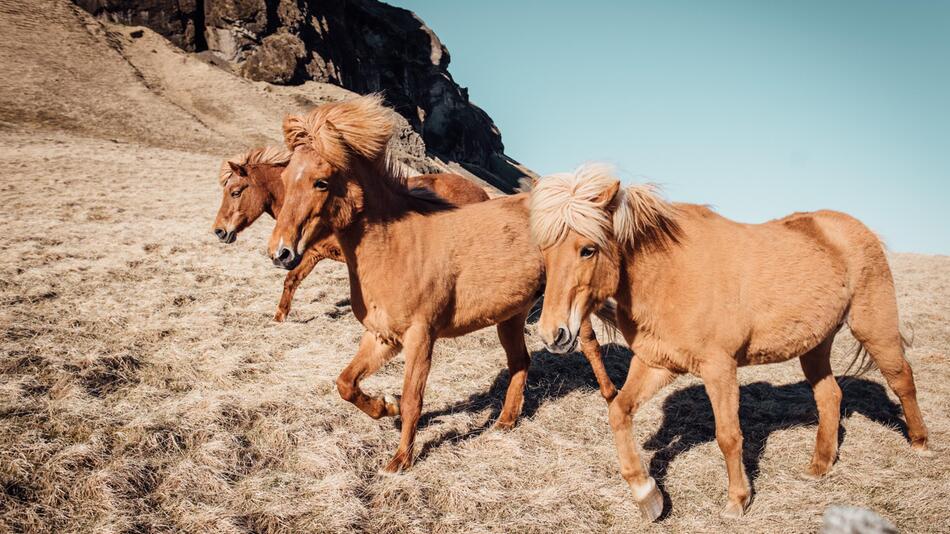 Mustangs sind die berühmtesten Wildpferde.