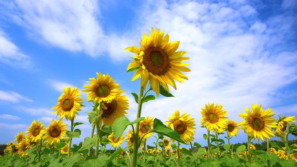 Forscher entdecken: Daher wissen Sonnenblumen, wo die Sonne steht