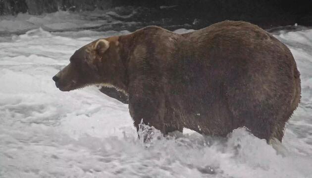 "Fat Bear"-Wahl in Alaska