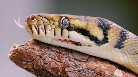 Wie eine Wildtierkamera das Image von Klapperschlangen verbessert