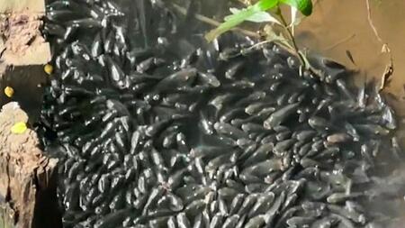 Schwarze Flut: Tausende Fische färben Fluss in China dunkel