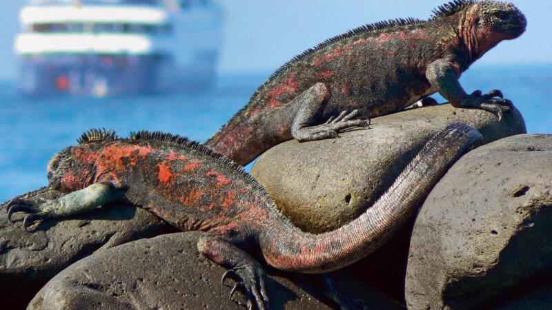 Exotisches Reiseziel Galapagos