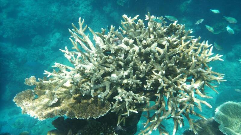 Bleiche Koralle am Great Barrier Reef