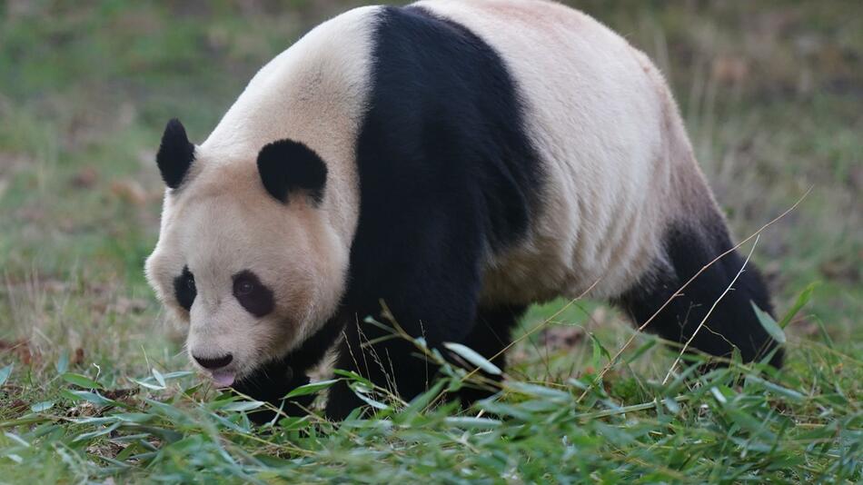 Einzige Pandas von Großbritannien kehren nach China zurück