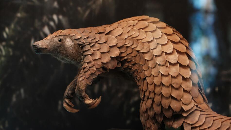 Pangolin ist das meistgeschmuggelte Tier der Welt.