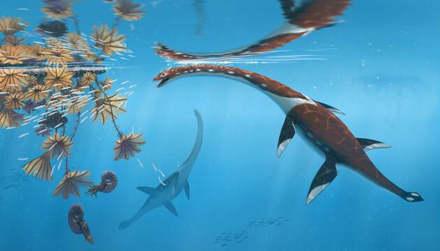 Forscher präsentieren urtümliches Meeresreptil aus der Dino-Zeit