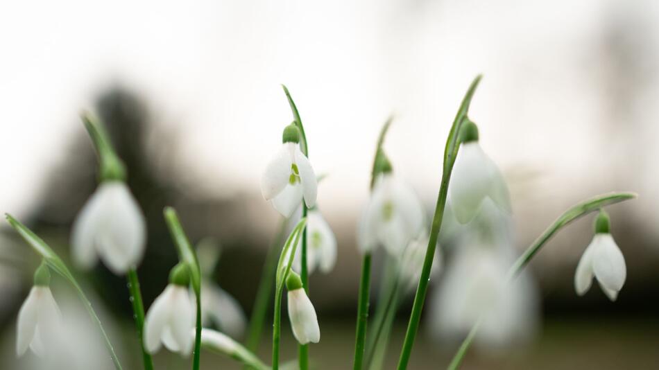 Frühlingshafte Temperaturen erwartet