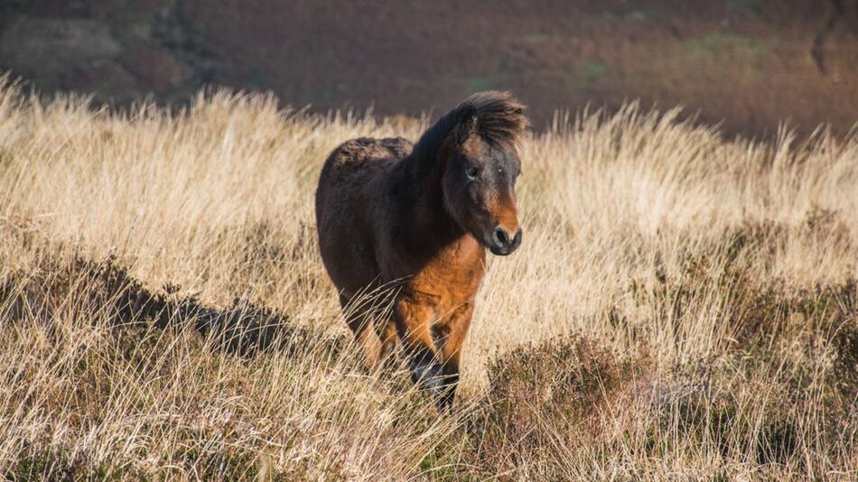 Dartmoor Pony ist eins der ältesten Pferderassen.