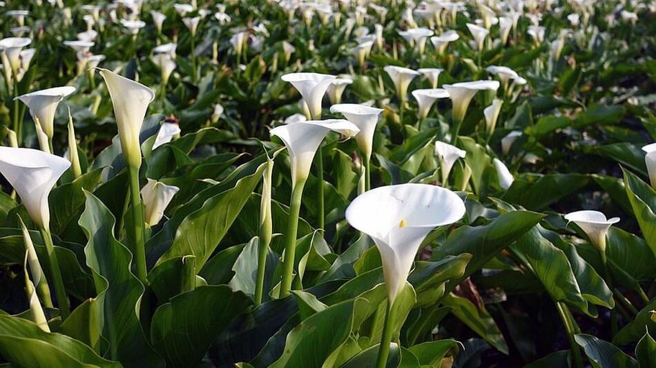 calla überwintern