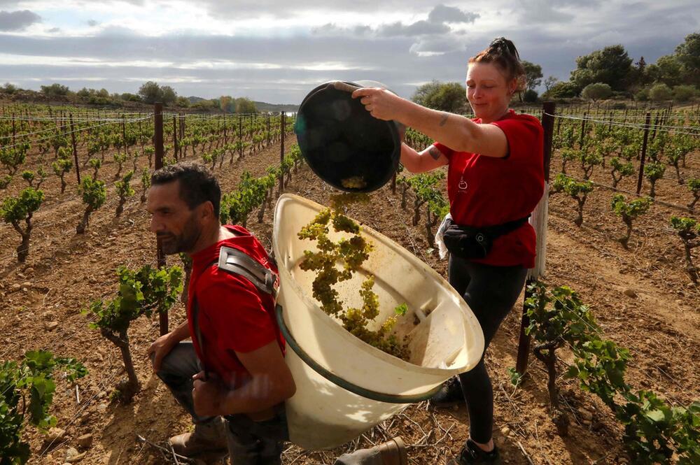 Weinlese in Frankreich