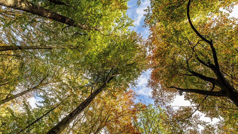 Vorstellung Ergebnisse der Waldinventur für Nordrhein-Westfalen