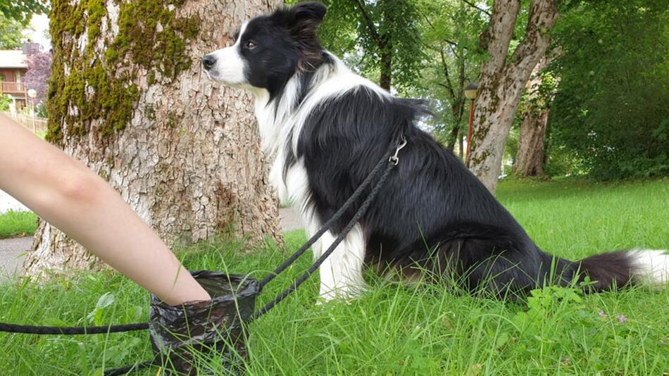 Fünf Gründe, warum du Hundekot einsammeln solltest