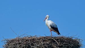 Weißstorch im Horst
