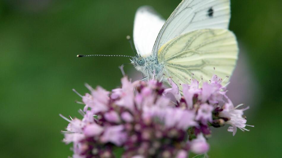 Schmetterling