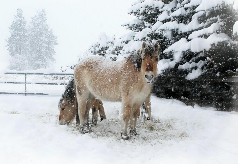 Im Winter auf der Weide zu sein tut Pferden gut.