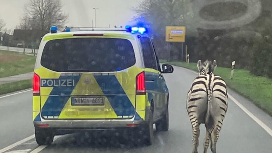 Zebras laufen über die Bundesstraße.