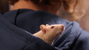 Tierversuche, Versuchstiere, Beagle, Ratten, Mäuse, Rehoming, Tierschutz