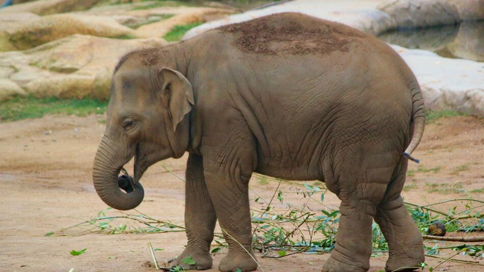 Jahrelang wurde der Elefant gequält.