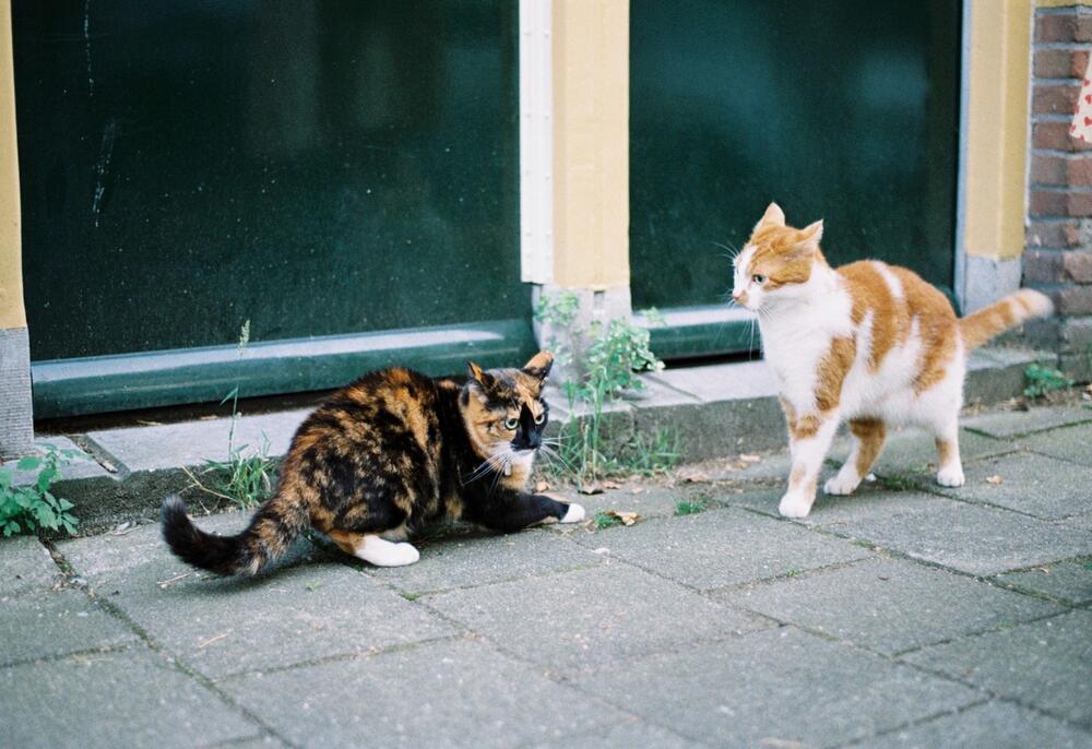 Streit zwischen Katzen kann geschlichtet werden.