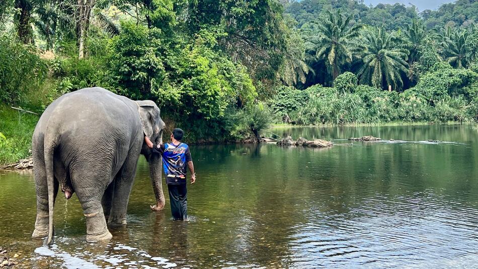 Elefantencamps in Thailand