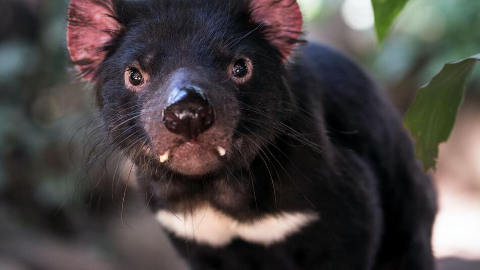 Hier wurde der 500. Tasmanische Teufel geboren.