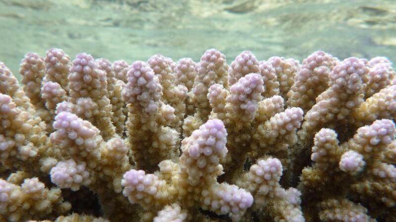 Great Barrier Reef