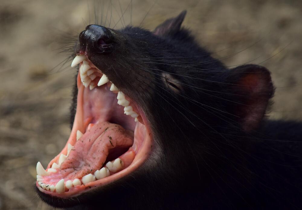 Krebs hat die Tiere fast ausrotten lassen.