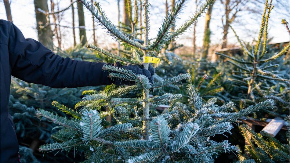 Weihnachtsbaum