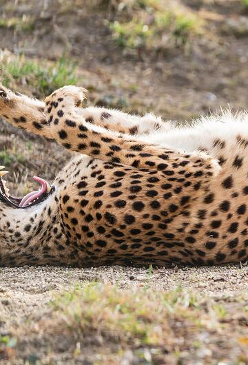 Gepard