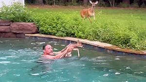 Tierischer Badegast in Not: Texaner rettet Hirschkalb aus Swimmingpool