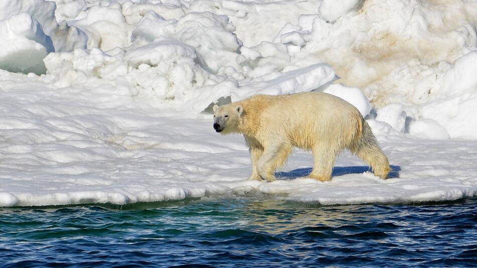 Eisbär in Alaska