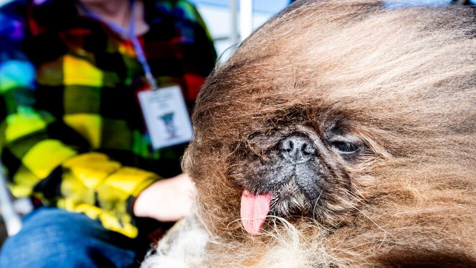 Wettbewerb zum "Hässlichsten Hund der Welt"