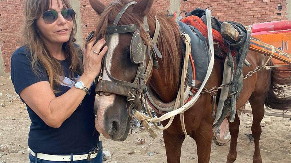 Fröschl hilft Arbeitspferden in Ägypten.