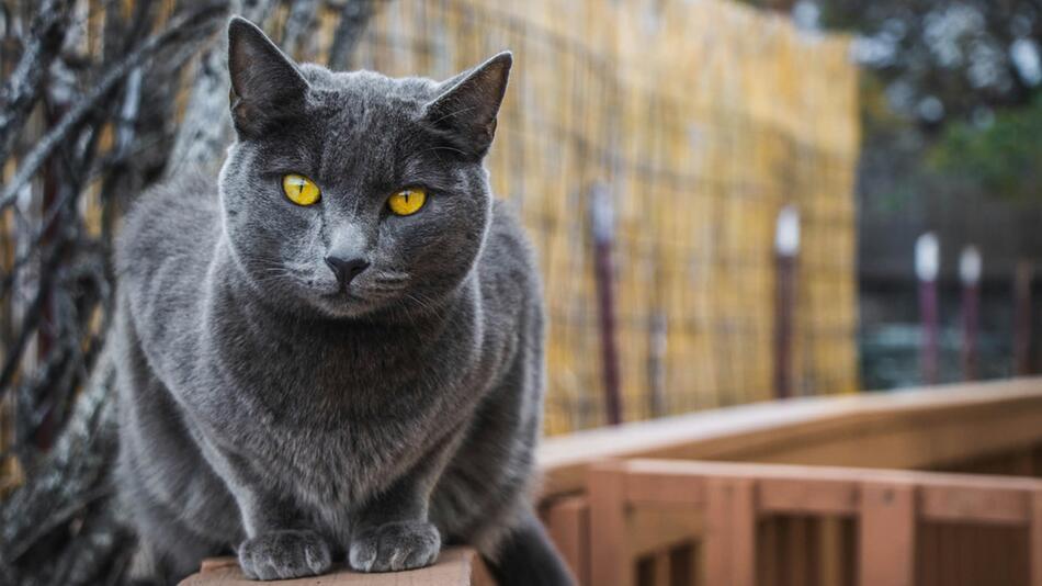 So machst Du Deinen Balkon katzensicher.