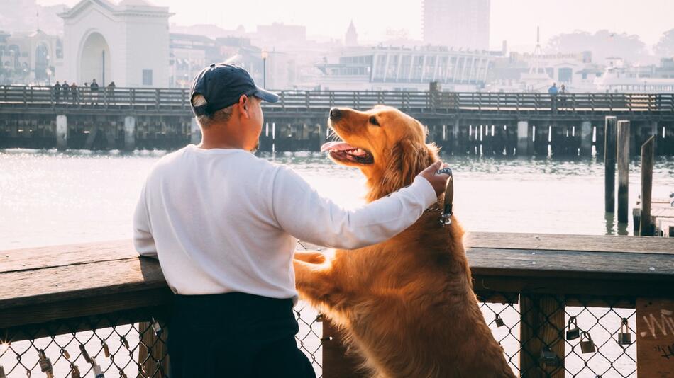 Hirnaktivität von Hund und Mensch wird synchron.