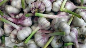 Knoblauch