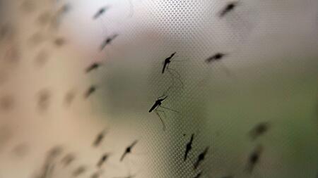 Fernreise mit kleinem Kind: Lieber nicht in Malaria-Gebiete