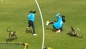 Einer zu viel auf dem Platz: Affe bringt Cricketspielerin zu Fall