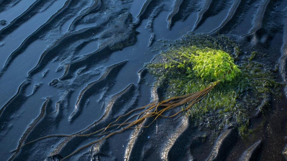 Rätselhafte Schiffshavarie: Riesiger Ölteppich bedroht Karibikinsel Tobago
