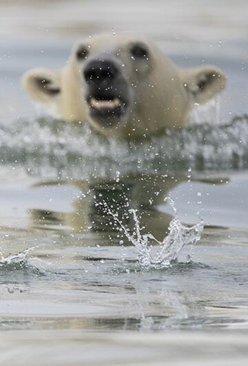 Wildlife Photographer of the Year, Eisbär