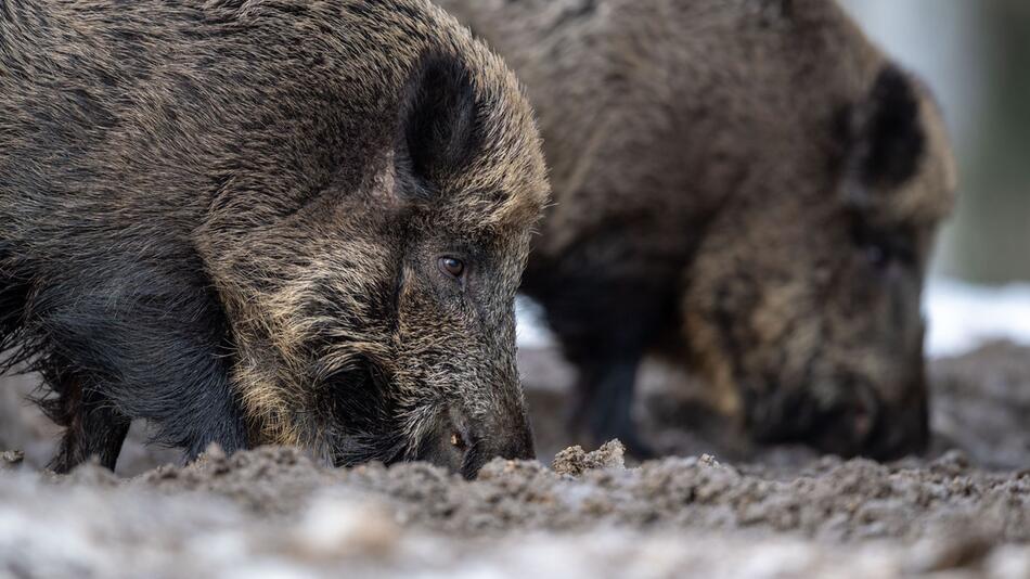 Agrarversicherer: Wahrscheinlich mehr als ein Tier infiziert