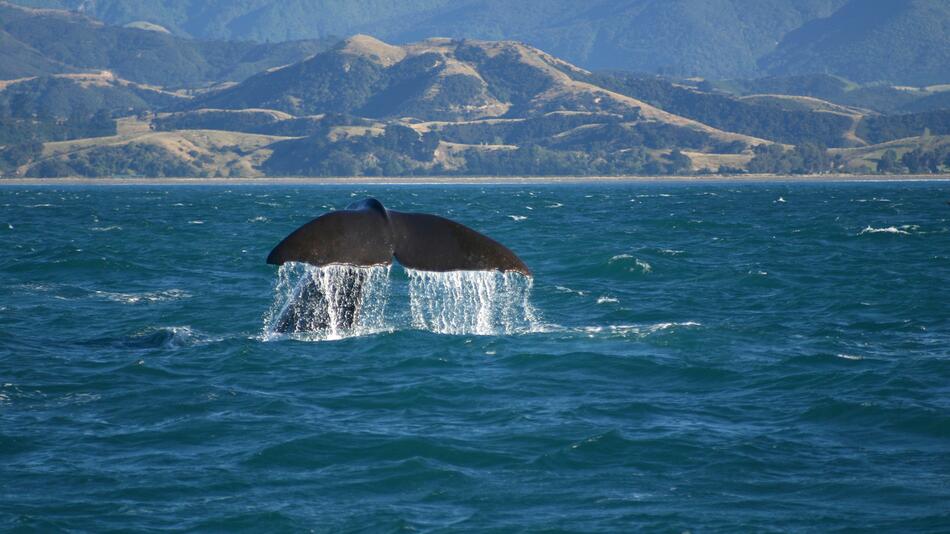 Wal, Neuseeland