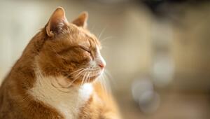 Katze