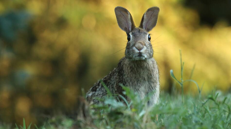 Vorsicht vor der Hasenpest – auch als Mensch.