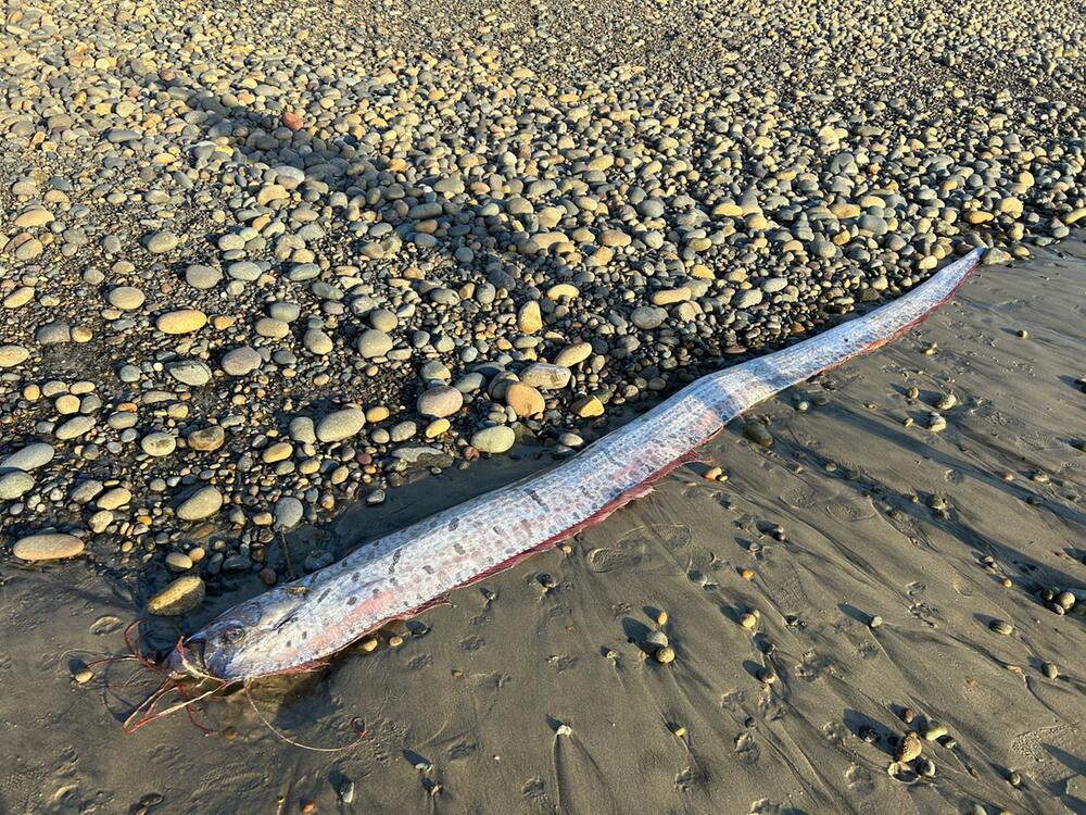 Riemenfisch in Kalifornien