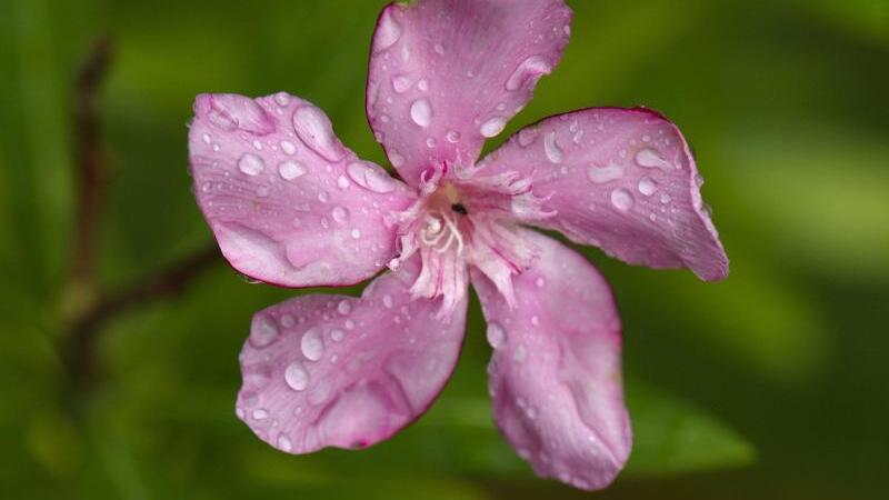 Oleander-Blüte mit Regentropfen