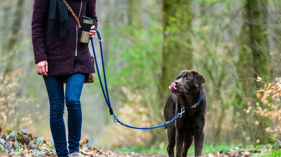 Hundesteuer ist wichtige Einnahmequelle für Kommunen