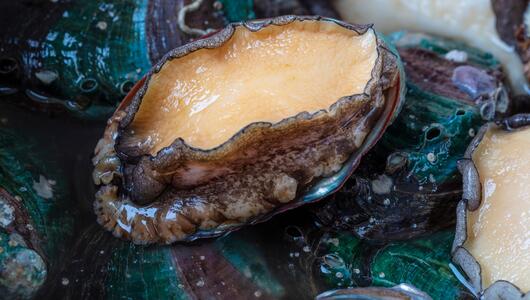 Abalone, auch Seeohr genannt